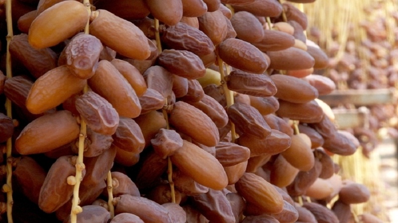 صادرات تونس من التمور تراجعت بنسبة 6 بالمائة خلال 11 شهرا الاولي من موسم الحالي