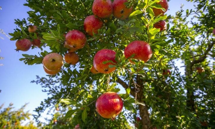 تستور: قريبا انطلاق موسم جني الرمان 