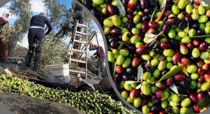 التقديرات الاولية لصابة الزيتون بولاية مدنين هذا العام تقدر بحوالي 90 الف طن من الزيتون
