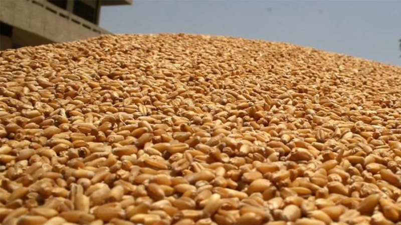 سليانة: وضع 8 آلاف و400 قنطار من البذور منذ بداية شهر سبتمبر