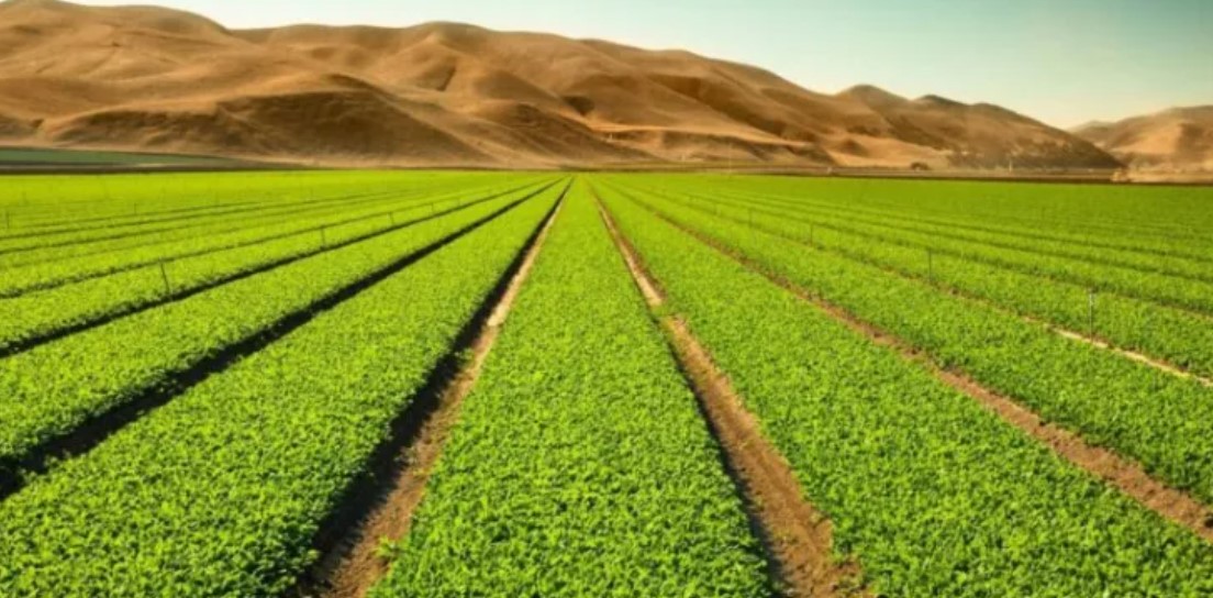 نابل: الاتحاد الجهوي للفلاحة ينظّم يوما إعلاميا حول التهيئة العقارية للأراضي الفلاحية