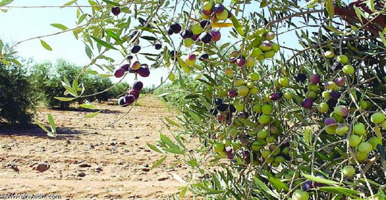 قابس: تقدير صابة الزيتون لهذا الموسم ب75 ألف طن