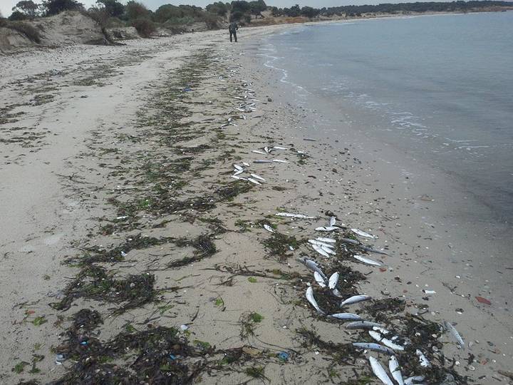 هيئة السلامة الصحية للمنتجات الغذائية تحذر من خطورة استهلاك الأسماك النافقة بعدد من الشواطئ المحيطة بالعاصمة