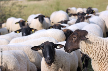 Médenine : une entreprise communautaire crée 50 emplois et élève 120 moutons