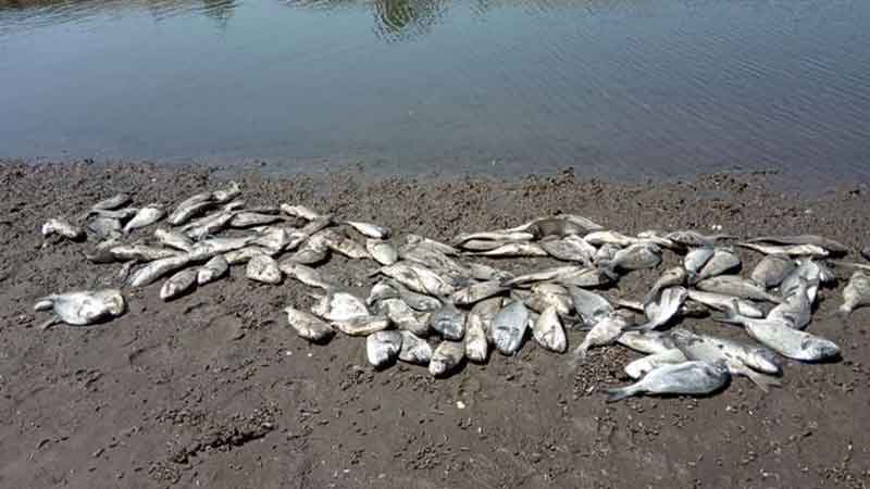 منسقة برامج بجمعية البيئة والتنمية بسليمان: ماحدث في شاطئ سليمان كارثة ونحن في انتظار نتائج التحاليل