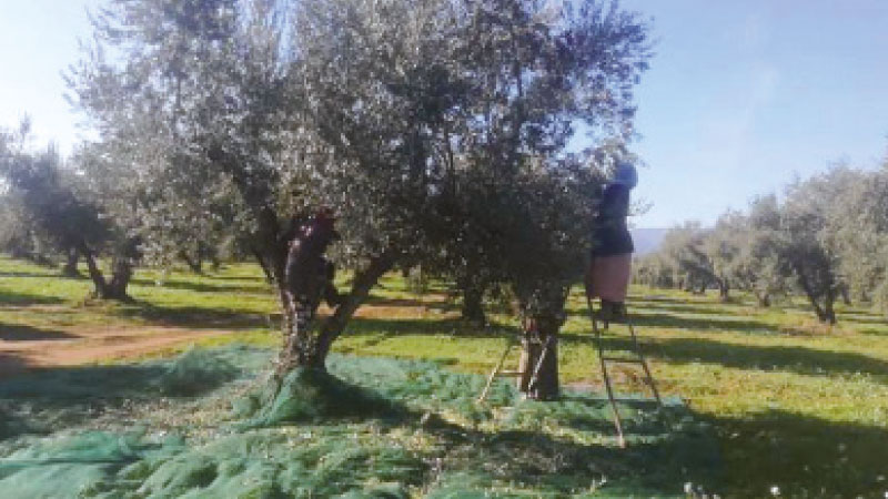 سليانة: اقرار جملة من الاجراءات لانجاح موسم جني الزيتون وتحويله