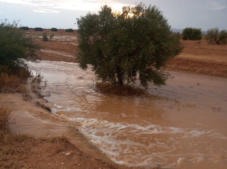 بعد نزول كميات هامة من الأمطار في ولاية القصرين: استبشار بموسم فلاحي واعد