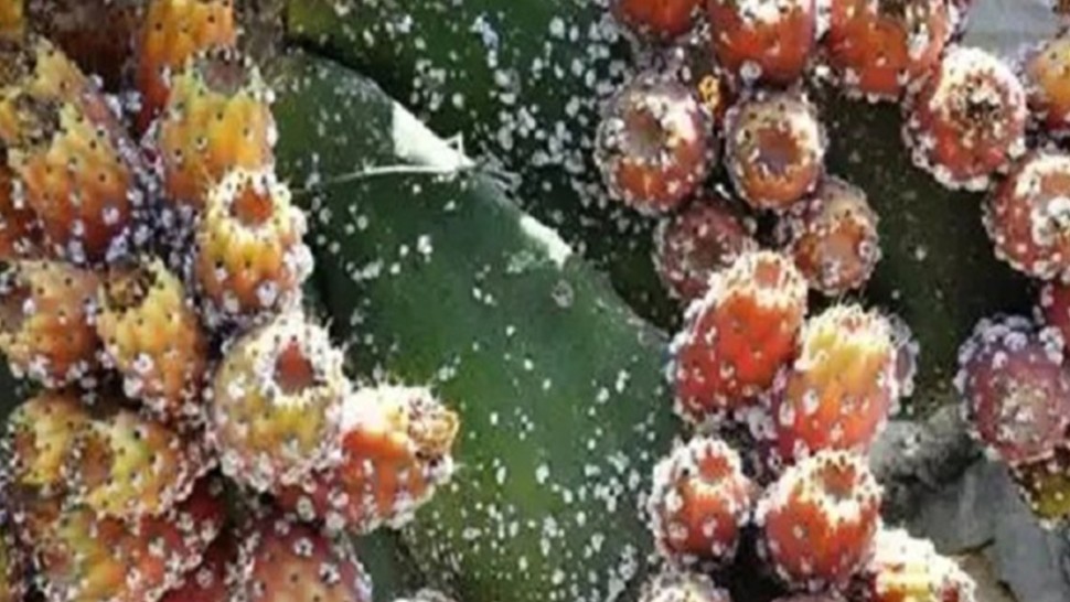 جلسة عمل توصي بتوفير كافة الإمكانيات والاعتمادات لمقاومة الحشرة القرمزية في ولاية نابل