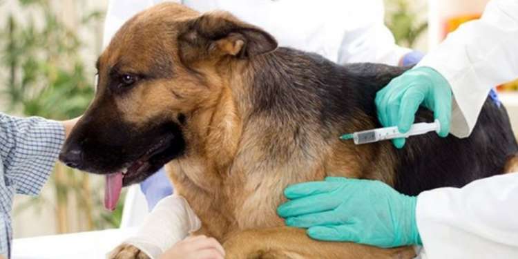 قابس : تلقيح ما يزيد عن 4000 كلب وقط ضد داء الكلب خلال 22 يوما