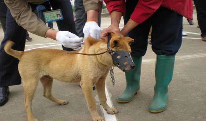 حديقة البلفيدير بالعاصمة: يوم مفتوح لتلقيح الحيوانات ضد داء الكلب السبت المقبل