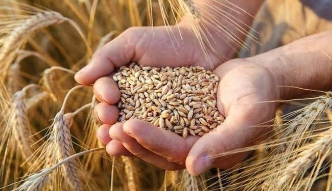 كميات البذور الممتازة المتوفرة تتجاوز 500 ألف قنطار في ظل توزيع قرابة 160 ألف قنطار الى حد الآن - مسؤول بوزارة الفلاحة 