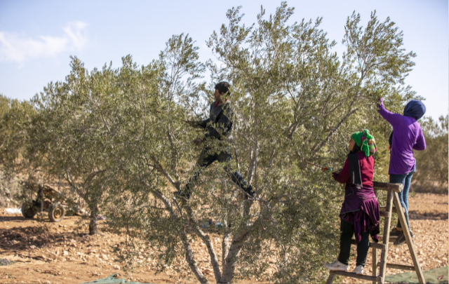 25 أكتوبر: انطلاق موسم جني الزيتون بولاية سليانة
