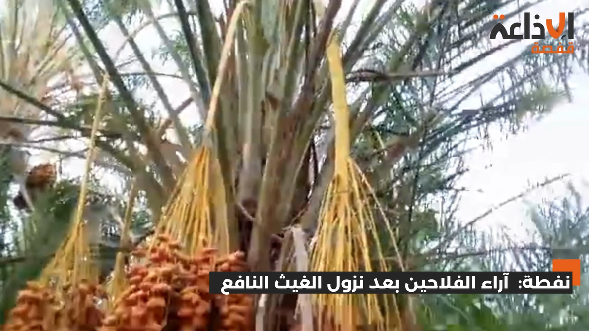 نفطة:  آراء الفلاحين بعد نزول الغيث النافع  
