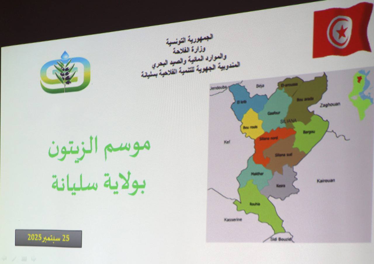 سليانة : ضبط استعدادات جني وتحويل الزيتون