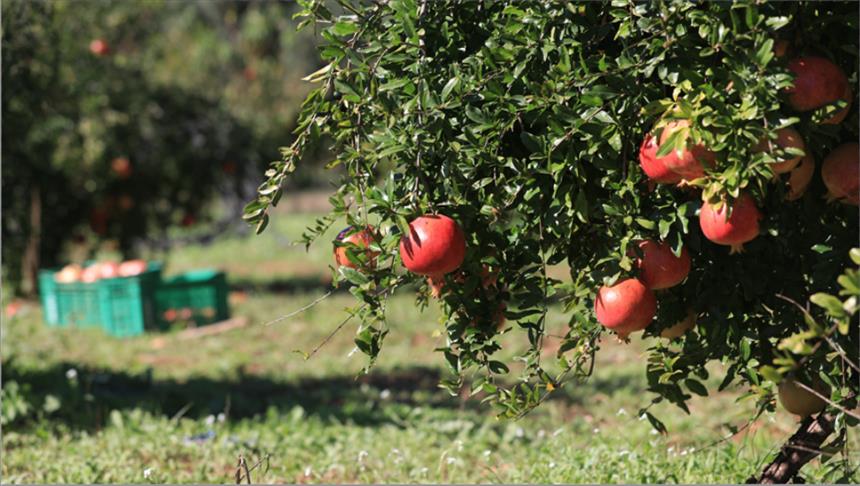 قابس: تقدير زيادة تفوق 10 بالمائة في صابة الرمان