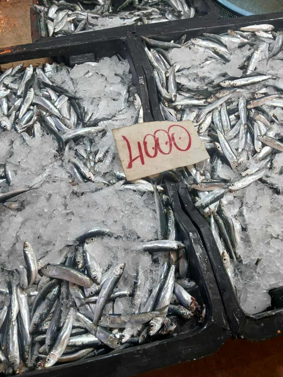 بنزرت: ضخ وإعادة توجيه أكثر من 70 طنا من الخضر والغلال وما يزيد عن 3 أطنان من السمك في الأسواق