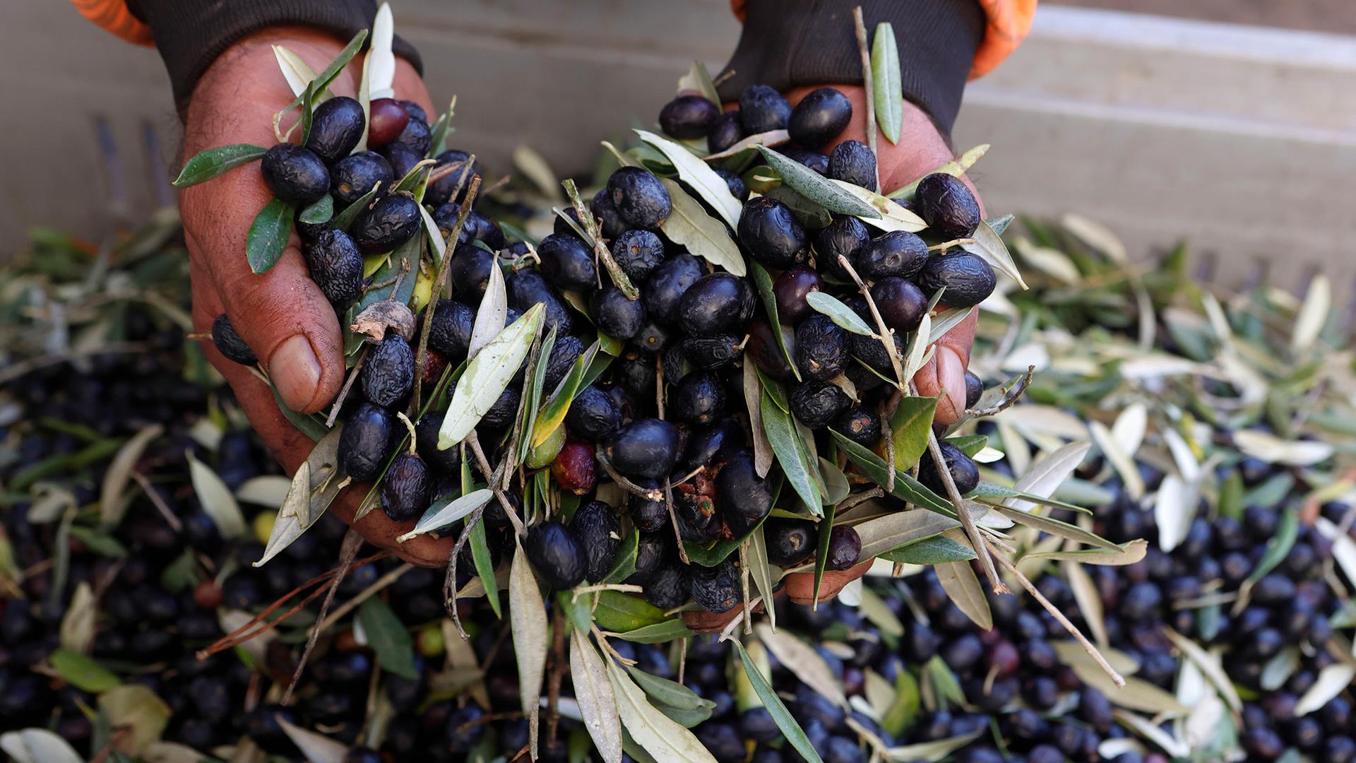 زغوان: توقعات ببلوغ صابة الزيتون هذا الموسم 80 ألف طن
