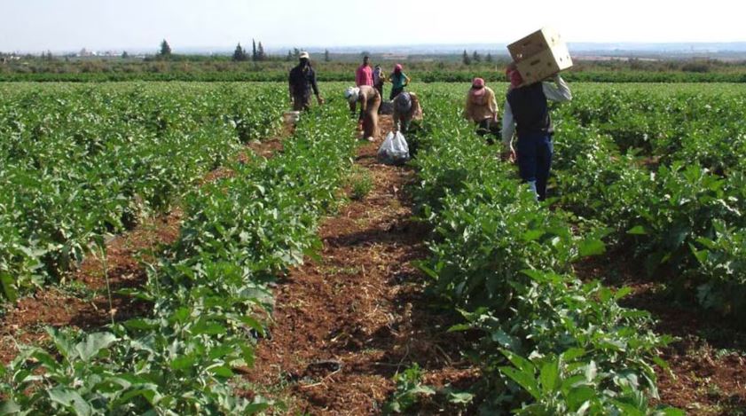 الاعلان عن الشروع في تنفيذ خطة العمل الوطنية للفلاحة العائلية بتونس