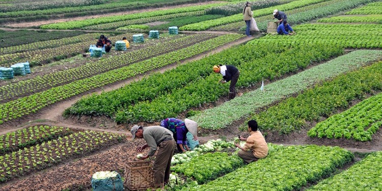 L’agriculture familiale tunisienne au cœur du développement : un plan national ambitieux entre en phase de mise en œuvre