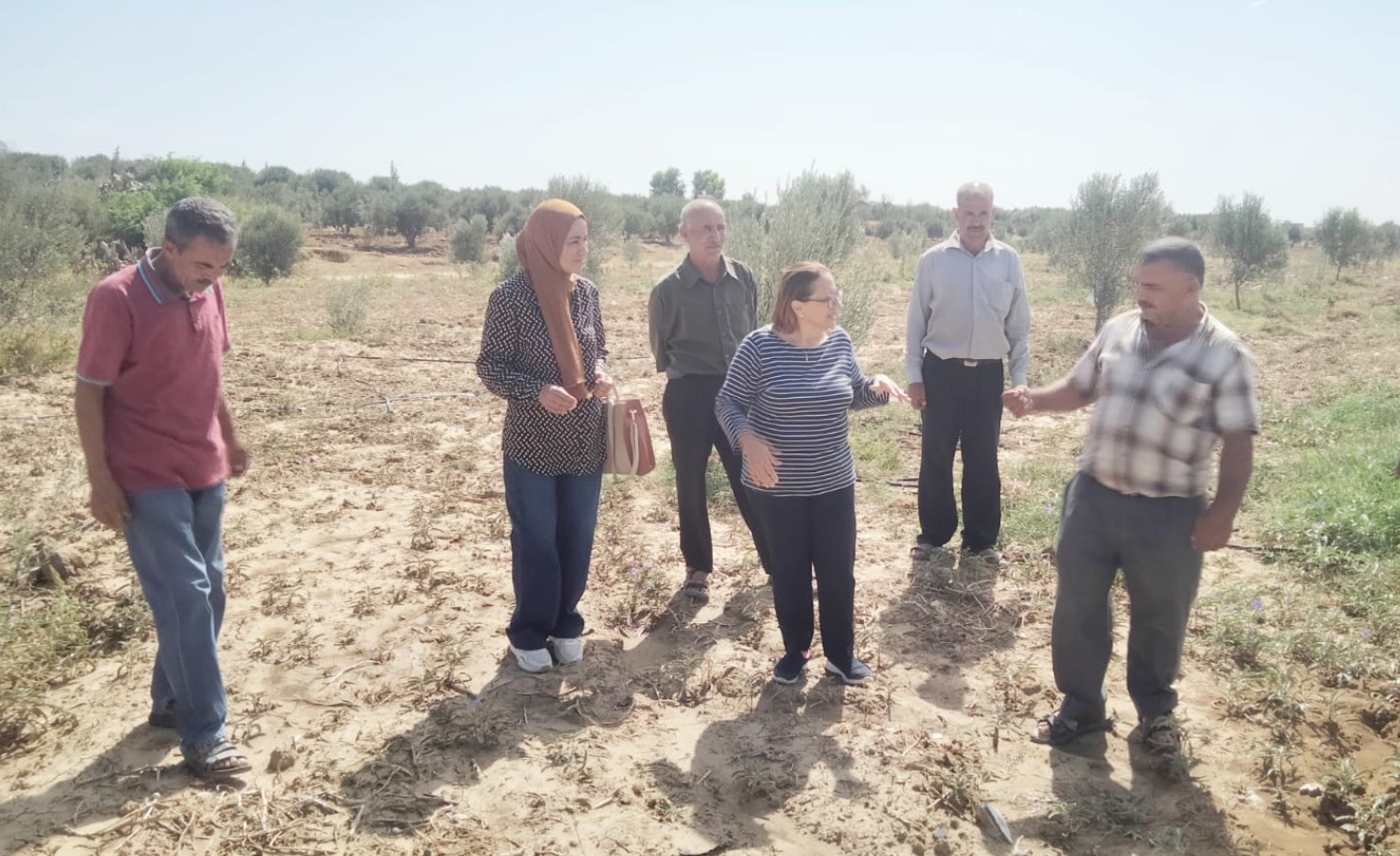 زغوان: الشروع في تنظيم حملات تحسيسية لمكافحة نبتة ’’الشويكة الصفراء’’