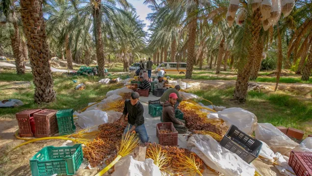 قبلي: صابة التمور تتجاوز 290 ألف طن بينها أكثر من 280 ألف طن دقلة نور