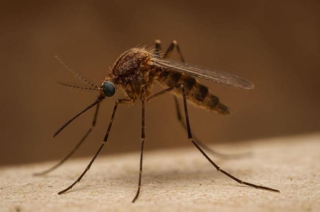 زغوان: تسجيل حالة وفاة ثانية نتيجة الإصابة بمرض حمى غرب النيل