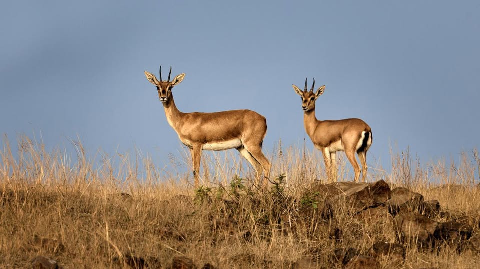 وزارة البيئة: نقل 3 رؤوس من غزال الريم من محمية سيدي التوي بمدنين إلى محمية القنة بصفاقس