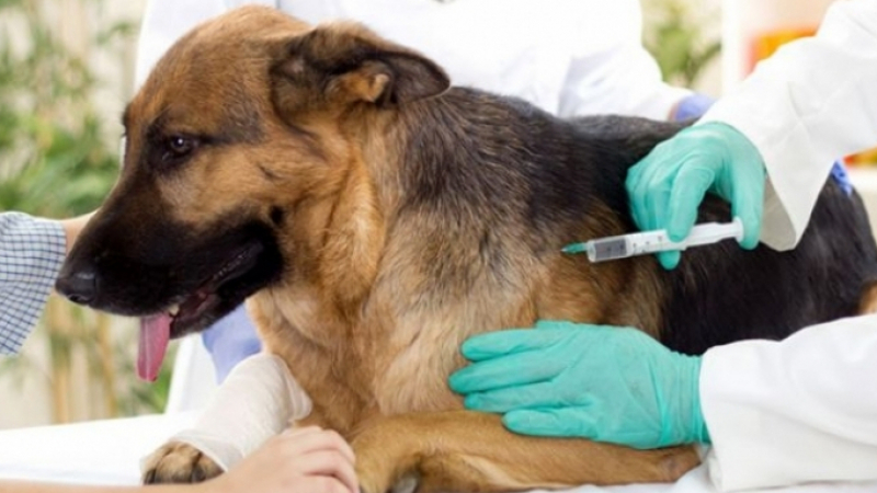 خيمة بيطرية للتلقيح المجاني ضد داء الكلب برادس