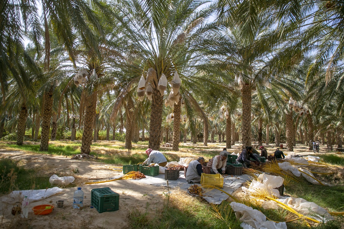 قبلي: انطلاق موسم جني التمور وسط مؤشرات إيجابية حول جودة الصابة وتخوّف الفلاحين من تدني أسعار الشراء