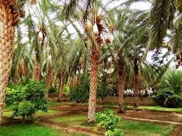 قبلي : انطلاق موسم  جني صابة التمور