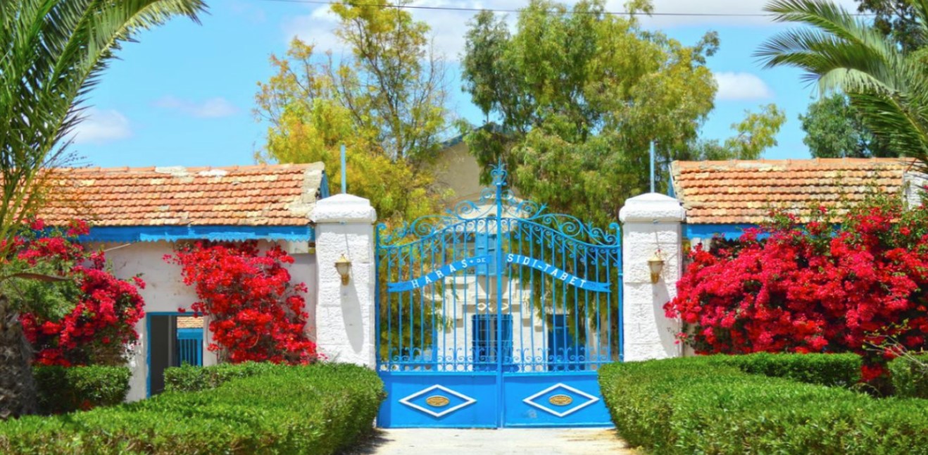  المؤسسة الوطنية لتحسين وتجويد الخيل تنتدب