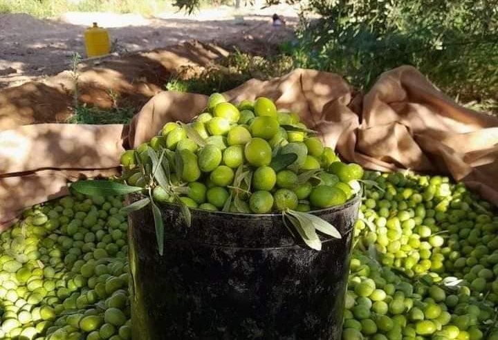 قفصة: انطلاق موسم جني الزيتون يوم 21 أكتوبر بتقديرات بـ115 ألف طن
