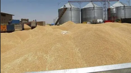 Nouvelle campagne des grandes cultures : l’Office des céréales peaufine les derniers préparatifs