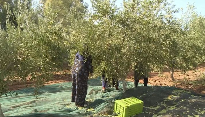 التاكيد على ضرورة اتخاذ اجراءات استباقية لإنجاح موسم جني الزيتون.