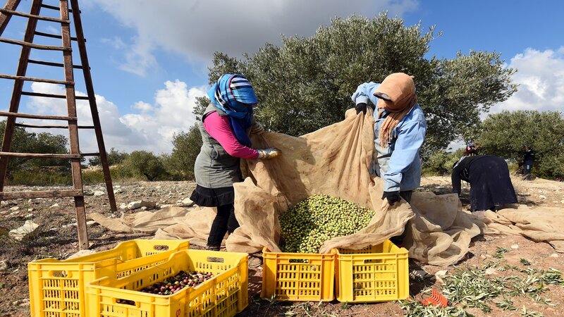 وسط توقعات بصابة تناهز 80 ألف طن: 27 أكتوبر انطلاق موسم جني وتحويل الزيتون بزغوان