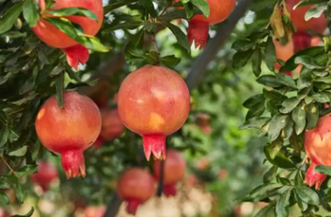 Dans le Nord-Ouest, la saison des grenades s’annonce abondante et de qualité