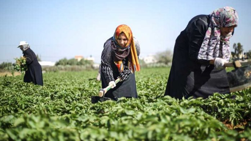 نسبة التغطية الاجتماعية بالنسبة النساء العاملات في الفلاحة لا تتجاوز 13,2 بالمائة
