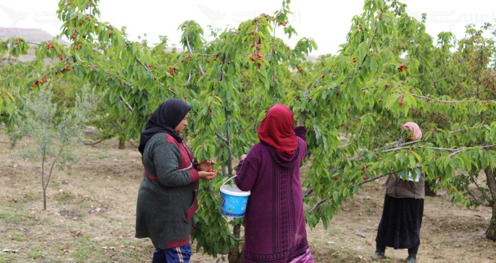 المعهد الوطني للاحصاء :  نسبة التغطية الاجتماعية لدى النساء الفلاحات في تونس لا تتجاوز 13,2 بالمائة