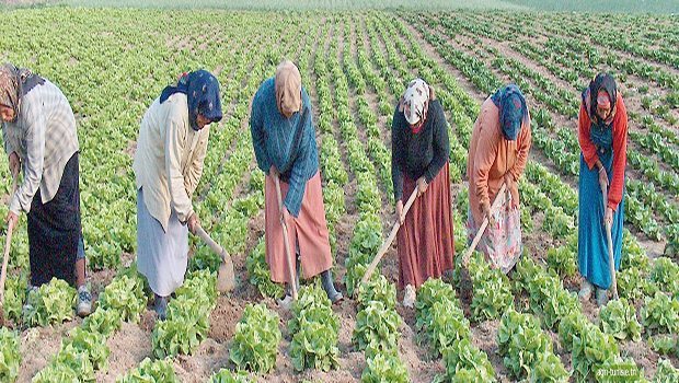 Un plan stratégique ambitieux pour autonomiser les femmes rurales. À l’occasion du 15 octobre, la Tunisie dévoile sa stratégie 2030 pour les femmes rurales
