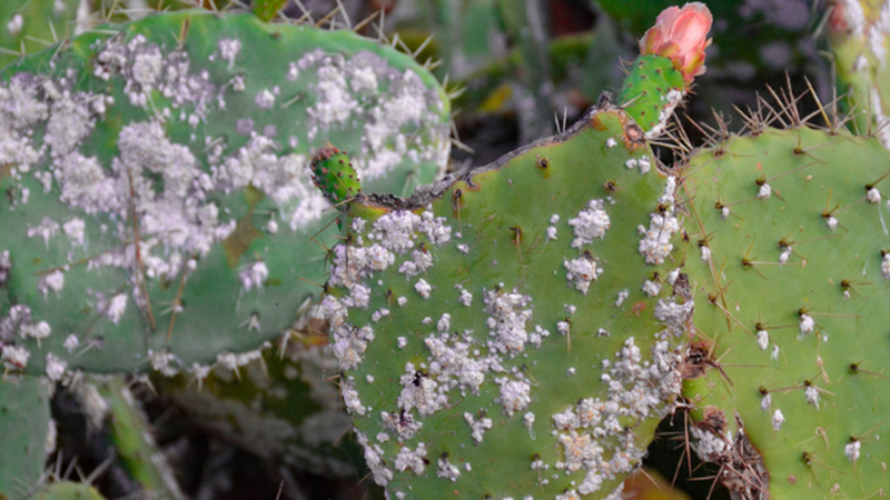 وزارة الفلاحة: جلسة عمل حول مقاومة الحشرة القرمزية في ولاية القصرين