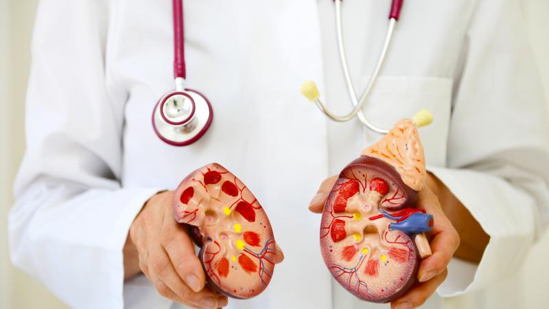 علماء يحوّلون كلية من فصيلة الدم (إيه) إلى فصيلة الدم (أو)