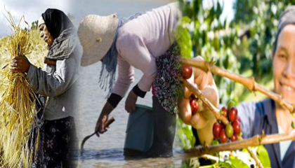  Les femmes rurales, moteur du développement économique en Tunisie