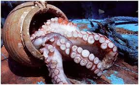 وزارة الفلاحة تعلن عن التمديد في غلق موسم صيد الأخطبوط لموسم 2024/2025 بشهر ٱخر