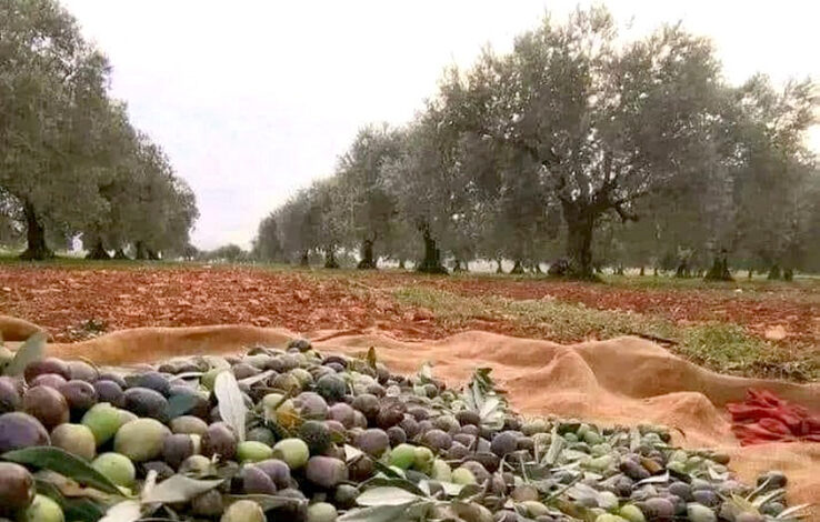 صفاقس: انطلاق موسم جني الزيتون يوم 29 أكتوبر الجا ري وسط توقعات بصابة قياسيّة تناهز 515 ألف طن