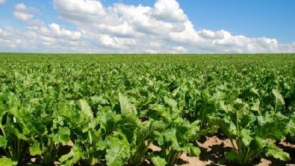 رئيس ديوان وزير الفلاحة يعلن من جندوبة انطلاق موسم زراعة اللفت السكري