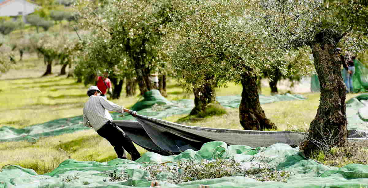 Récolte oléicole : des crédits facilités pour les producteurs