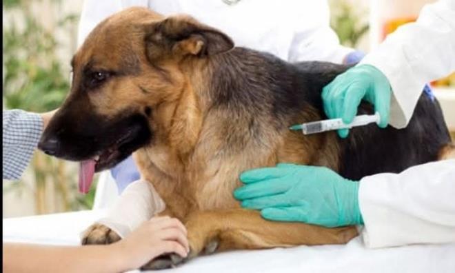 بن عروس : خيمة بيطرية للتلقيح المجاني ضد داء الكلب