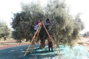 À Gafsa, la campagne oléicole démarre sous de bons auspices