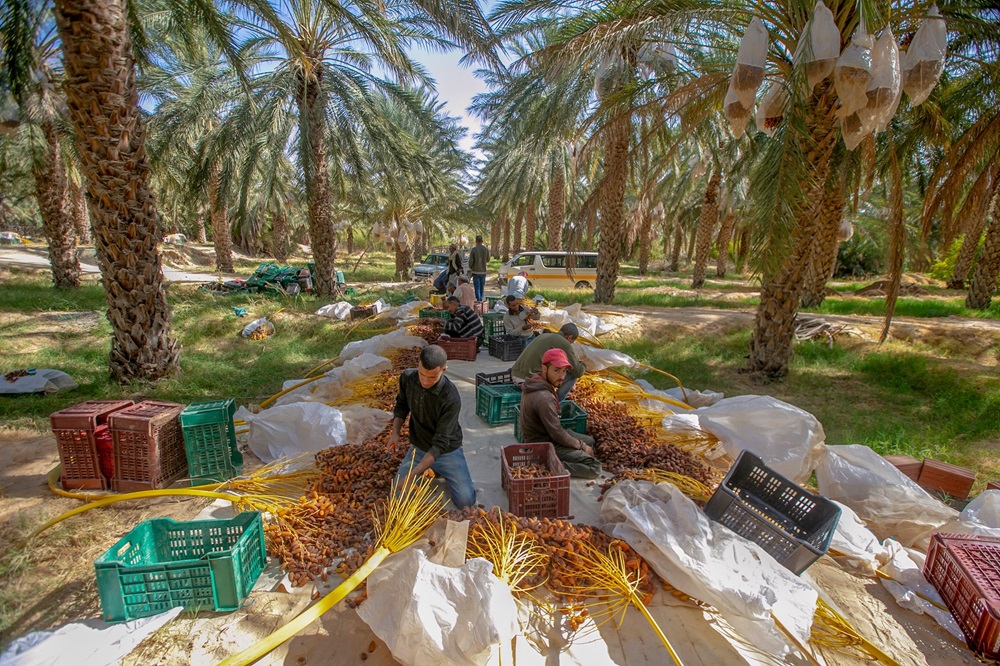 توزر: صعوبات في ترويج صابة التمور بتمغزة ونسبة البيع لا تتجاوز 40 بالمائة