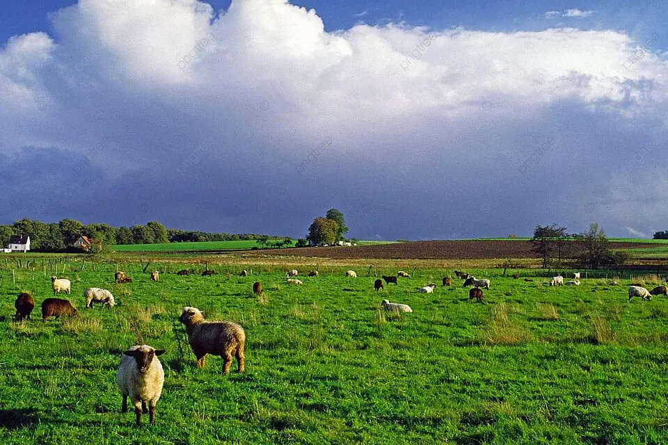 وزارة الفلاحة تقدّم جملة من التوصيات للوقاية من الأمراض المنقولة عبر الحشرات